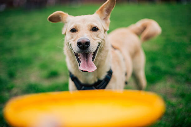 Labrador retriever waiting for a flying disc in a park