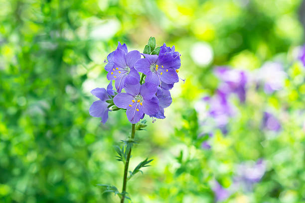 Polemonium caeruleum is an ornamental and medicinal plant with blue flowers growing in the forest. Selective focus