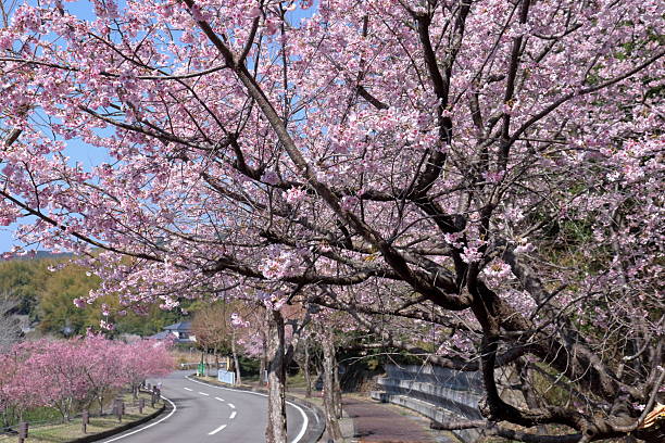 istock Muroto Wide Area Park, Spring is coming (Muroto City, Kochi Prefecture) 2210363984
