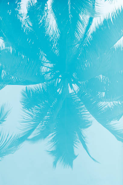 istock A palm tree with its leaves and trunk in the water 2210364008