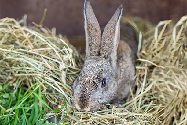 istock Cute rabbit resting in a cozy nest of hay surrounded by fresh grass in a quiet setting 2210364504