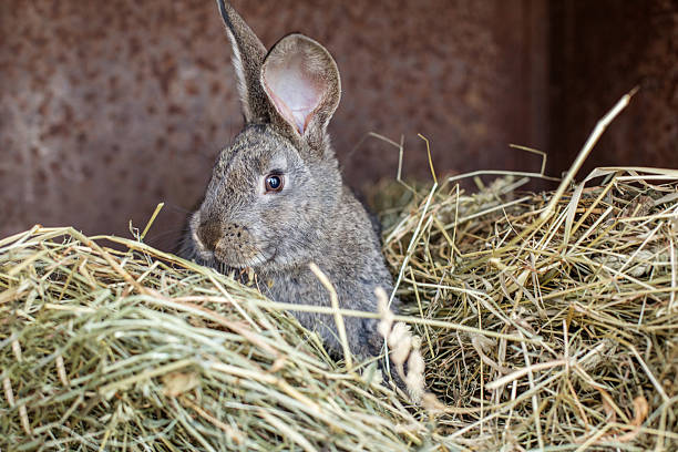 istock Gray rabbit resting among hay in a barn during daylight hours 2210364514
