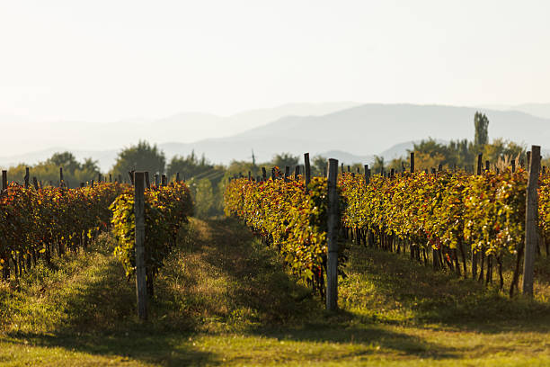 istock Scenic Vineyard with Lush Vines and Mountain View 2210365037