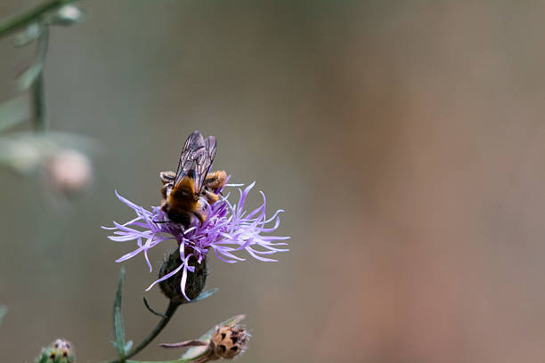 This stunning image shows a colorful butterfly sitting on a delicate purple flower. The image was taken at close range, which allows you to see in detail the texture and color of both the bee and the flower. The bee is covered with a soft pile, which gives it a bright golden hue. The beautiful purple petals of the flower, which are organically arranged in a star shape, create an impression of lightness and elegance. The petals are slightly curled at the edges, emphasizing their original texture and shape.  This image is ideal for use in projects related to nature, ecosystems and pollination