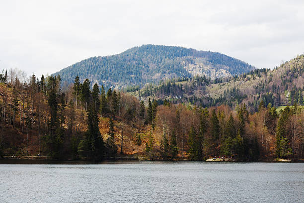 A serene lakeside view with a blurred tree in the foreground. The tranquil water reflects the distant forest and mountains under a cloudy sky.