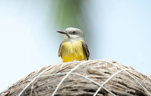 istock Tropical tyrant perched on a thatched roof against a light blue sky. 2210368092