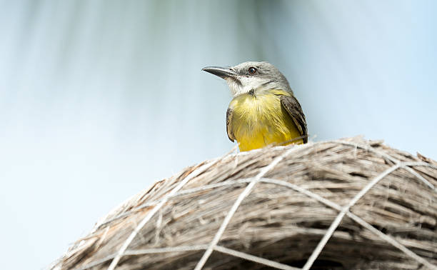 istock Tropical tyrant perched on a thatched roof against a light blue sky. 2210368093