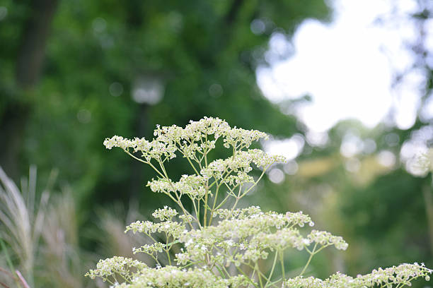 istock White Patrinia（Patrinia villosa） 2210368499