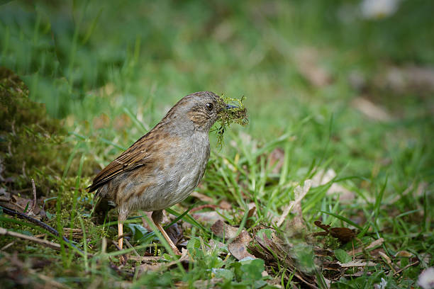 A Dunnock, Prunella modularis, perched on a branch in a woodland habitat.
