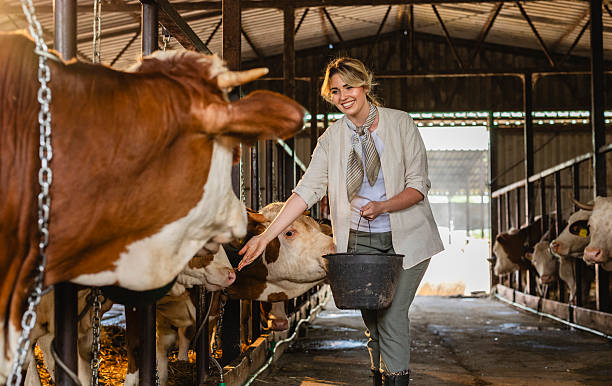 istock Female farmer feeding cows in a barn with a bucket 2210370736