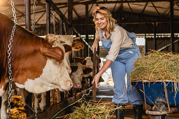 istock Farmer woman feeding cows with hay in barn 2210370771