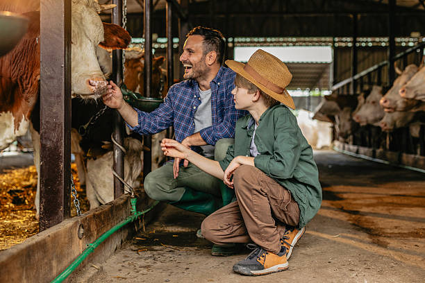 istock Father and son farmers caring for cows in barn 2210370790