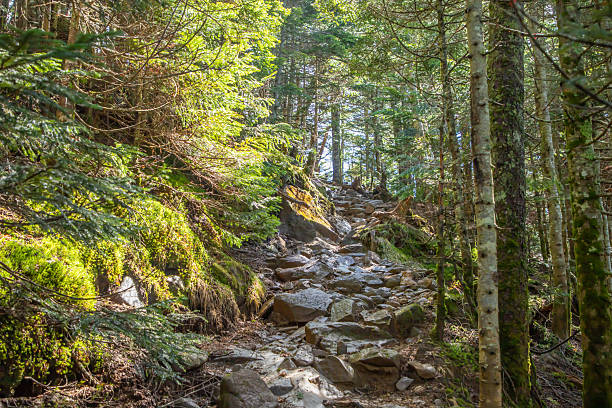 istock Moss Forest in the Yatsugatake Mountain Range 2210370823