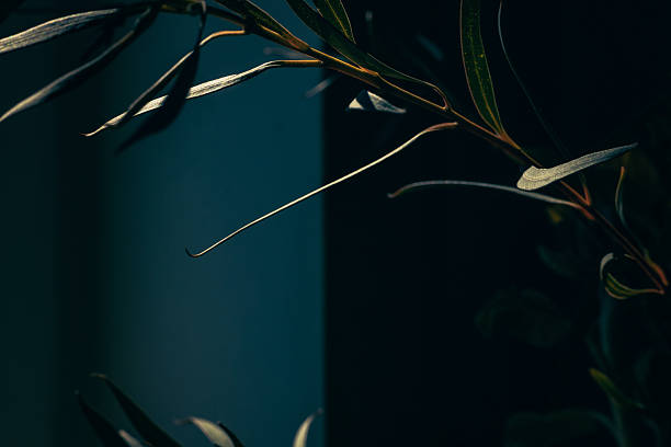 istock Minimalistic composition of green branch on green background 2210371271