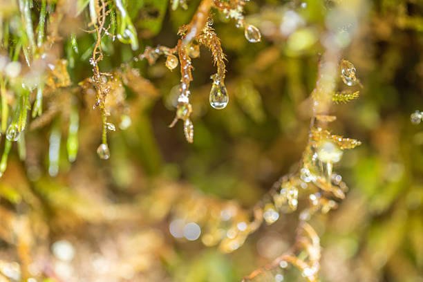 Yatsugatake Mountain Range: Water droplets on moss