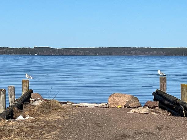 seagulls on the pier by the lake