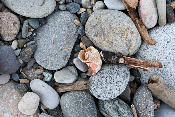 Seashell and pebbles on a beach, close up. Nature background.