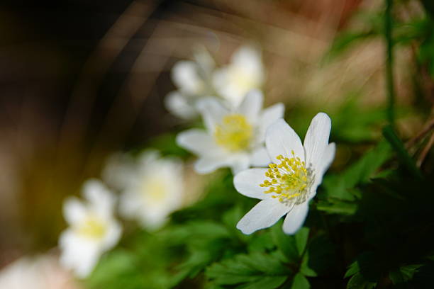 White wood anemone flowers in spring.