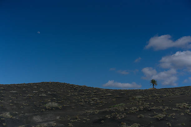Palm tree on a volcanic island under the Moon