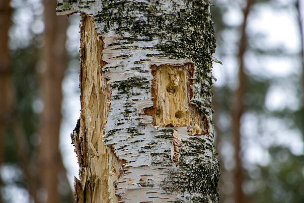 A birch trunk pierced by a woodpecker.Traces of woodpecker work on an old birch trunk