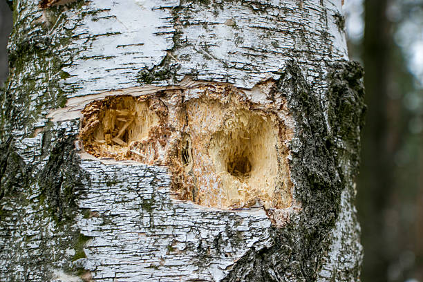 A birch trunk pierced by a woodpecker.Traces of woodpecker work on an old birch trunk