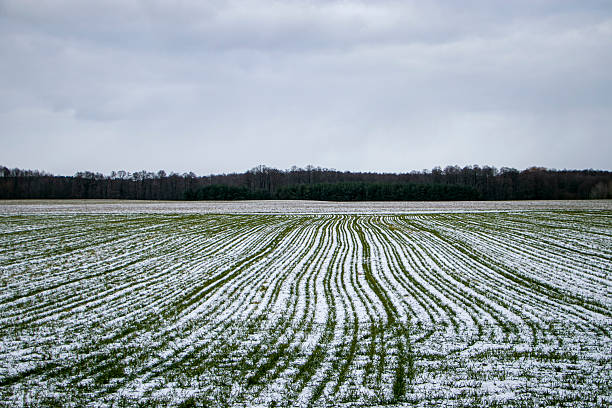 istock Field of green wheat covered with white snow. 2210375821