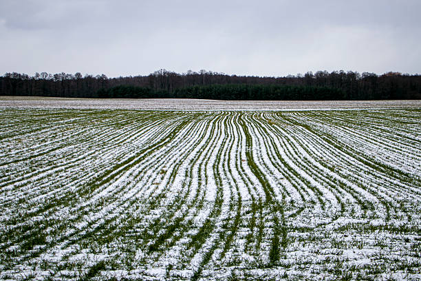 istock Field of green wheat covered with white snow. 2210375825