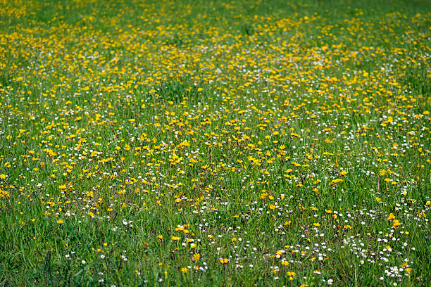 flower heart, percent marks, math sign, flowers percentage characters for peace love happiness and harmony flower power hawaii party.  rectangle square frame from real blossom. isolated naturally freshly pink yellow flower signs for anniversary, symbol for wedding, birthday, mothers day. in march freshly picked flowers. meadow flowers from the lawn in the sunshine with yellow dandelions and yellow flowers for bees, insects and environmental protection, symbols for hawaiian beach party  invitation.