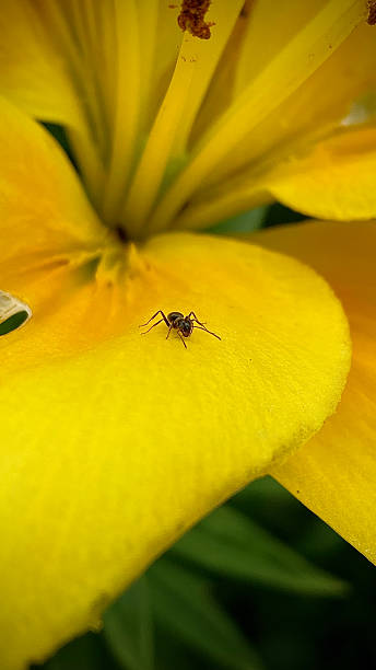 istock Ant on a yellow flower 2210377381