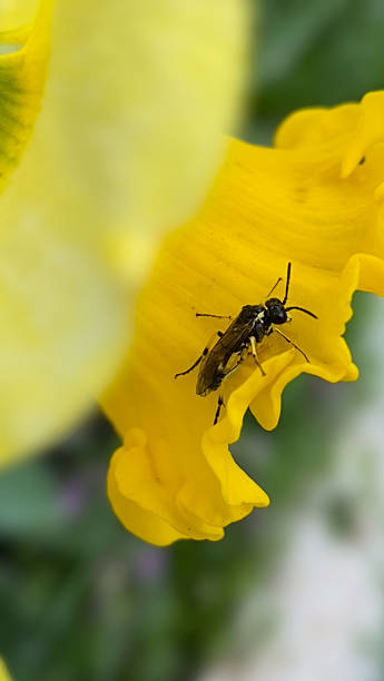 istock Wasp on a vibrant yellow iris flower in a sunny garden 2210377450