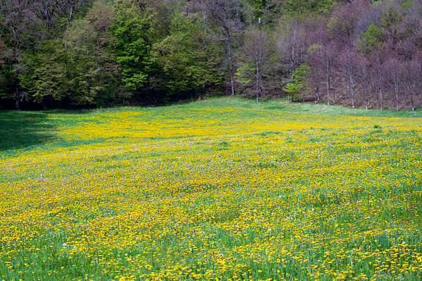 Summer Landscape in park