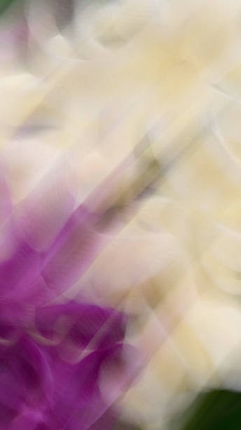 istock Close-up blurred of delicate pink peach blossoms in spring 2210377495
