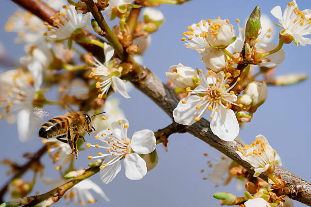 istock A bee amongst beautiful blossoms 2210377838