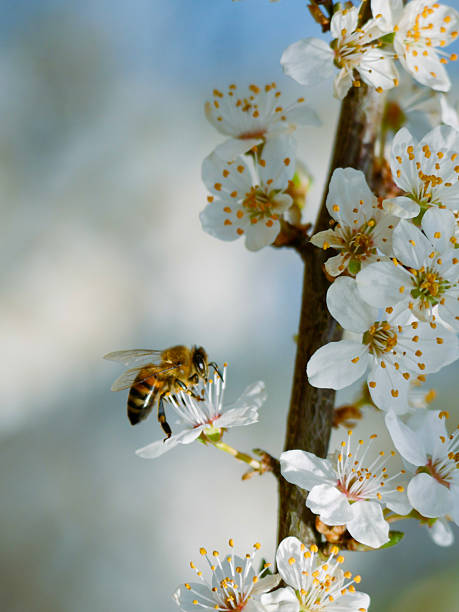 istock A bee amongst beautiful blossoms 2210377839