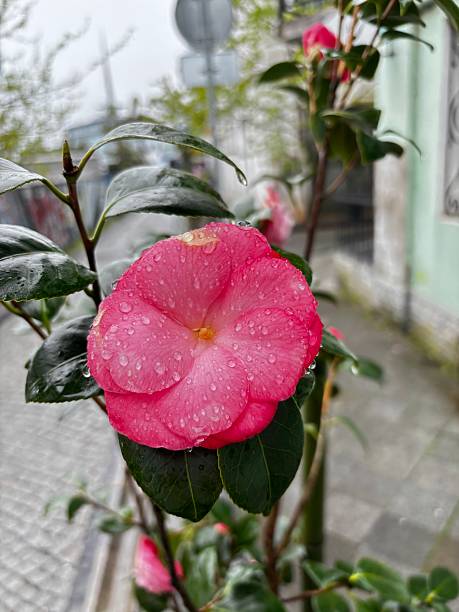 Camellia japonica, commonly called Japanese camellia, is an evergreen shrub that typically grows to 2-4m tall with glossy, dark green leaves. It is native to Japan and China. Species plants have single flowers, but there are also cultivars with semi-double or double flowers. Each single flower has 5-8 petals. Flower colors are most commonly white, pink or red with yellow anthers.