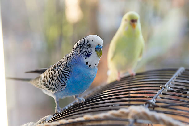 istock Two parrots are sitting on the cage 2210378690