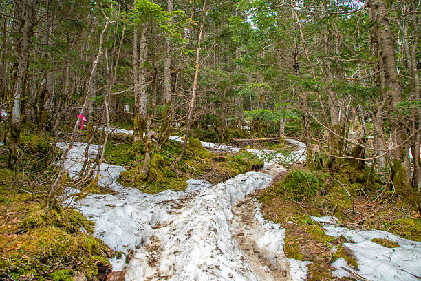 Moss Forest in the Yatsugatake Mountain Range