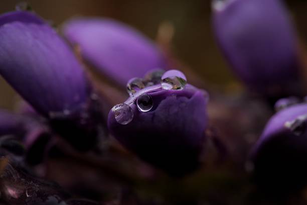 A close-up of a delicate pink flower adorned with raindrops, highlighting the texture and color of the petals. The soft focus background contrasts with the vivid details of the flower, emphasizing its natural beauty.