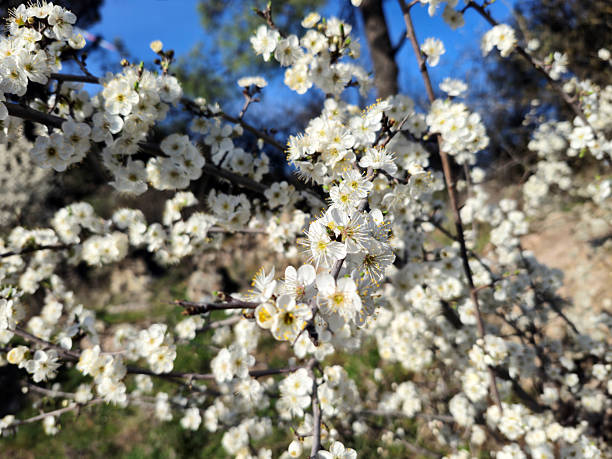 White plum blossom heralding our entry into spring. Prunus mume.