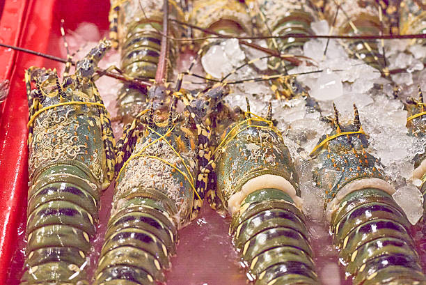 istock Freshly caught lobsters, displayed on ice, cooked with the utmost care 2210381204
