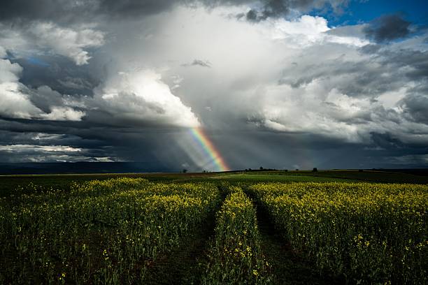 Rainbow and dark storm cloud over the meadow, summer view