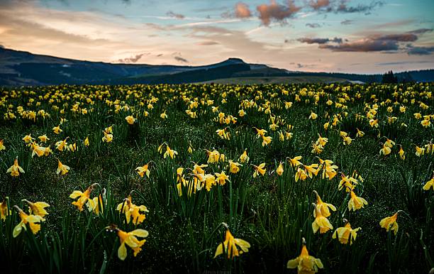 istock Flowers in auvergne and the spring 2210382127