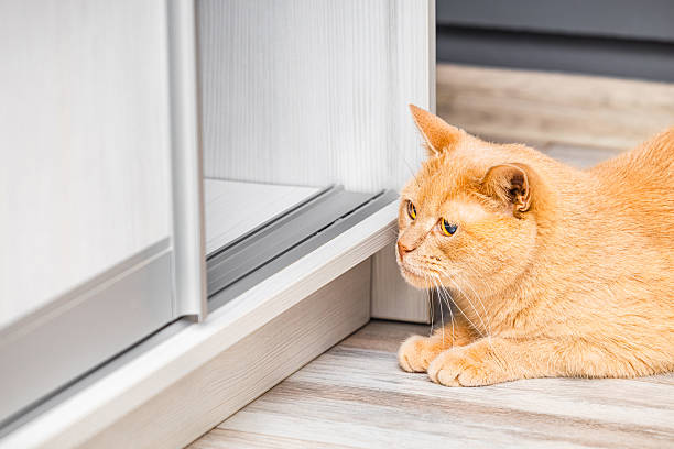 istock ginger cat hunts hiding near open closet. 2210382337