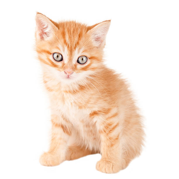 istock Little red Kitten Isolated On White Background 2210383173