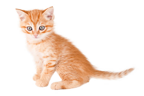 A cute little  Golden Chinchilla Cat with round, big eyes and a curious expression