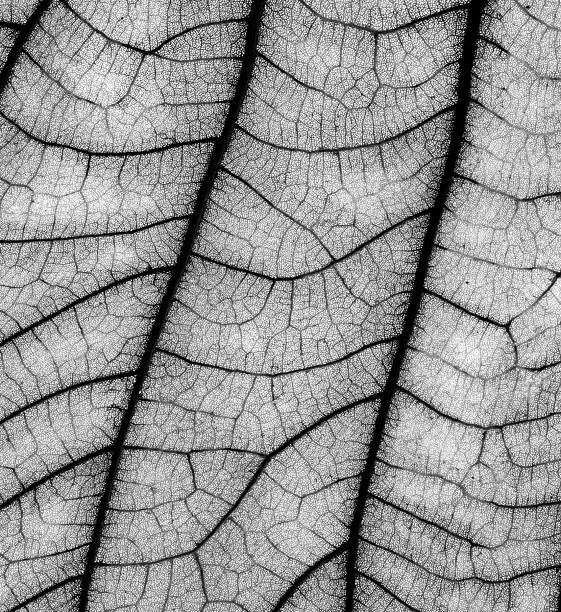 istock Black and white closeup of leaf veins and structures 2210383545