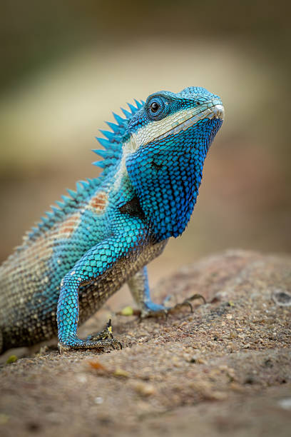 istock Close-up of a Siamese blue crested lizard standing alert on a rock, showing off its striking scales, sharp claws, and curious gaze in natural surroundings. 2210384241
