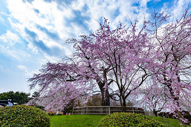 istock Weeping cherry blossoms in full bloom at Maruyama Park in Kyoto Prefecture 2210388086