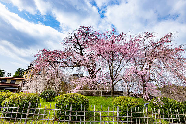 istock Weeping cherry blossoms in full bloom at Maruyama Park in Kyoto Prefecture 2210388229