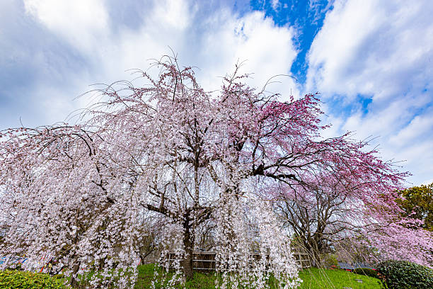istock Weeping cherry blossoms in full bloom at Maruyama Park in Kyoto Prefecture 2210389855